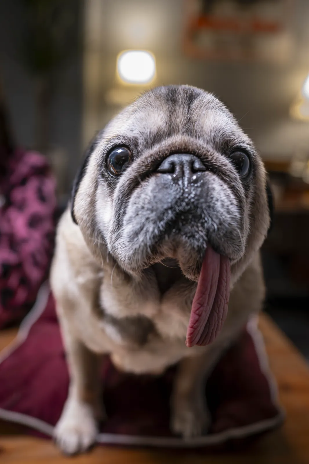 The club&rsquo;s pug on a cushion under the dressing-room lights