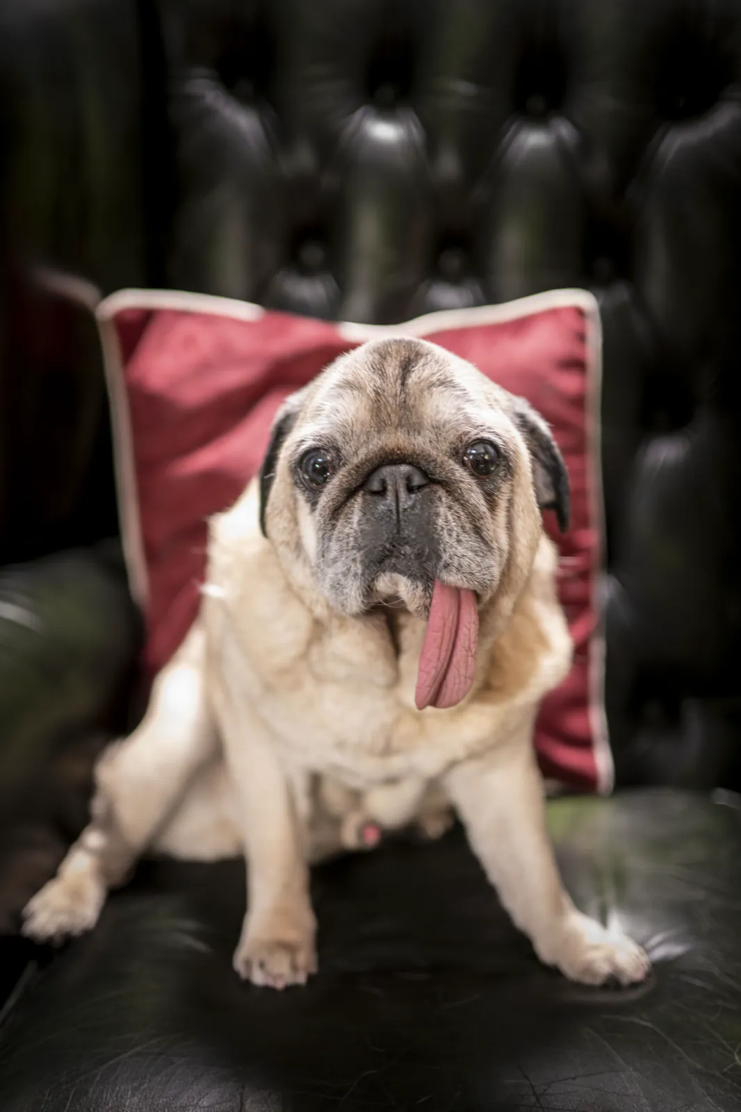 The club’s pug sitting on a red cushion in a leather armchair